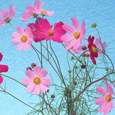 星空游戏手机app下载